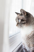 Cat 1