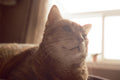 Cat 5