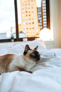 Cat 6
