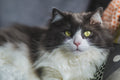 Cat 4