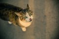 Cat 3